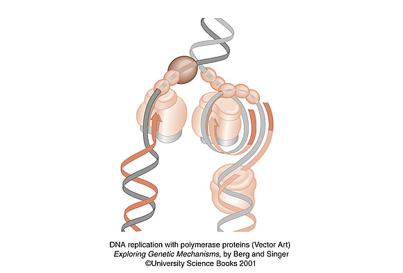 vector art of DNA replication