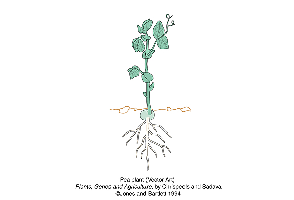 vector art drawing of pea plant