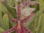 Hawaiian Orchids Series No. 11