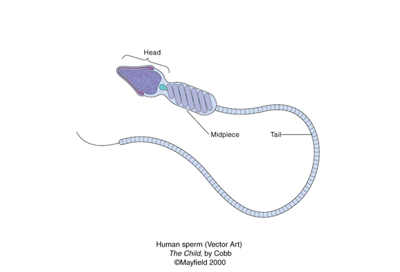 vector art drawing of human sperm