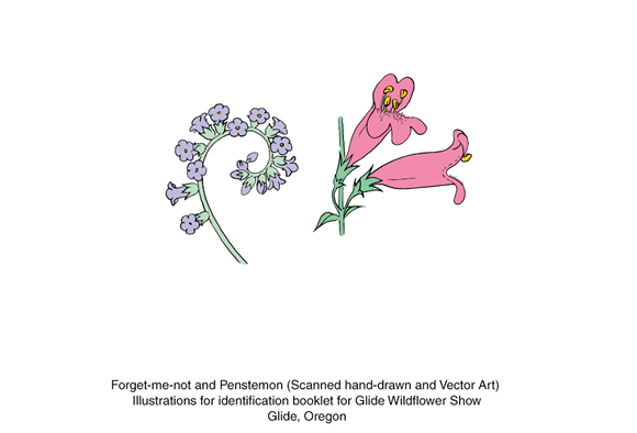 scanned hand-drawing of flower into vector art