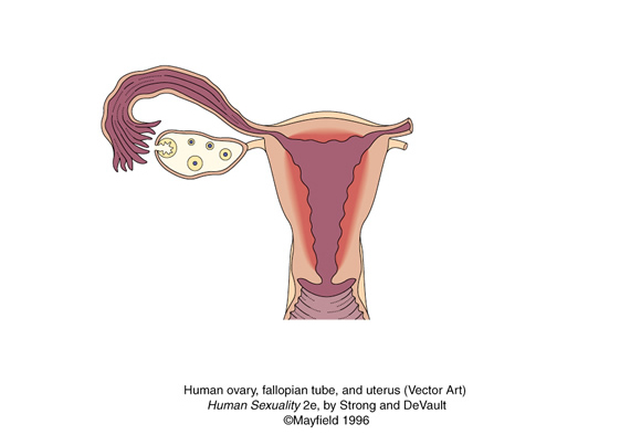 vector art of human uterus