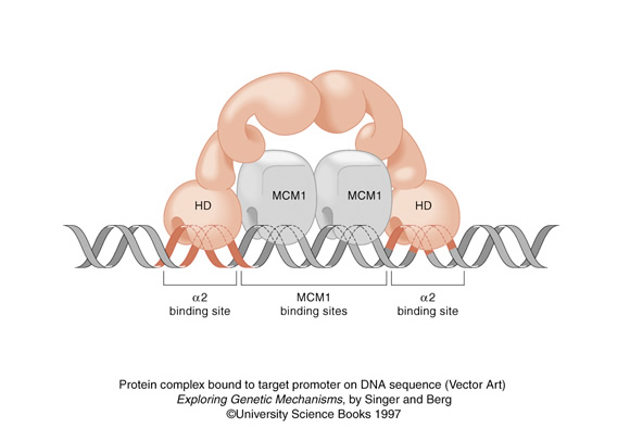 vector art of protein complex