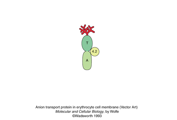 vector art of anion transport protein